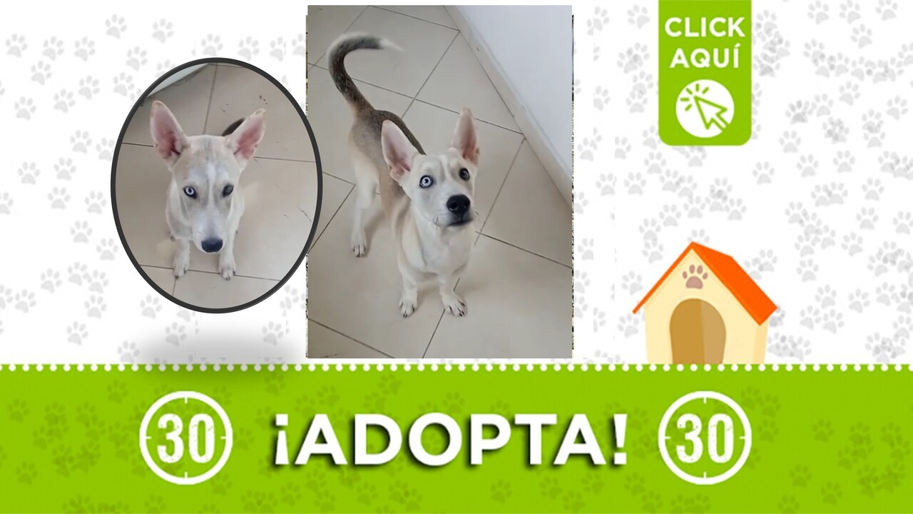 No permitamos que este cachorrito termine en la calle: se busca con urgencia quién lo adopte