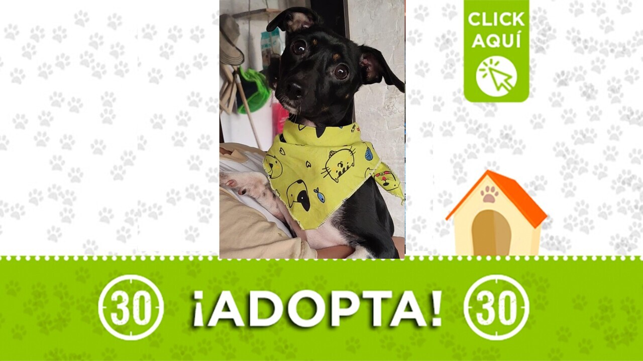 Pancho busca una caricia que lo haga sentir seguro cada día ¿Te animas a adoptar a este pequeñito?