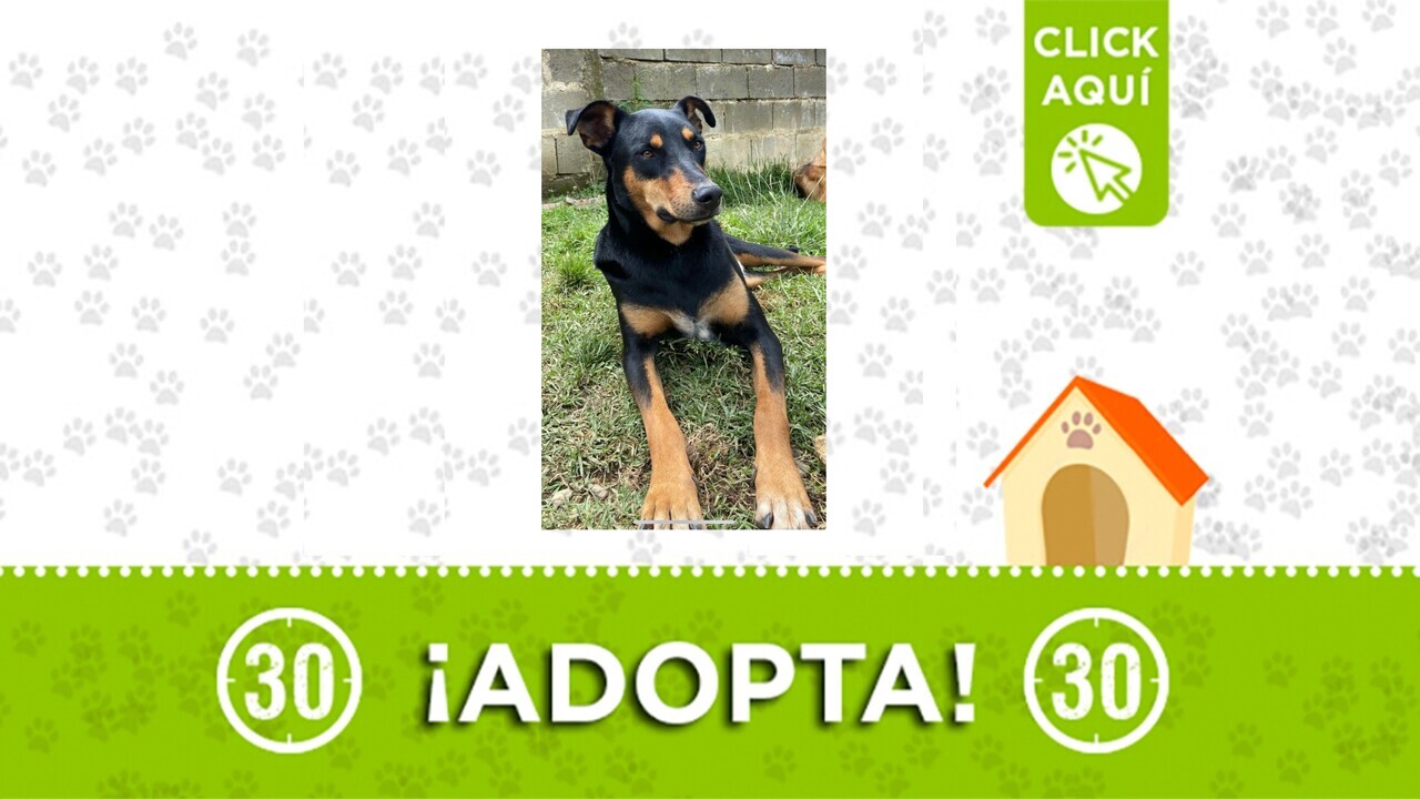 ¡La propia para apoyo emocional! Pinina está lista para su nuevo hogar ¿La adoptas?
