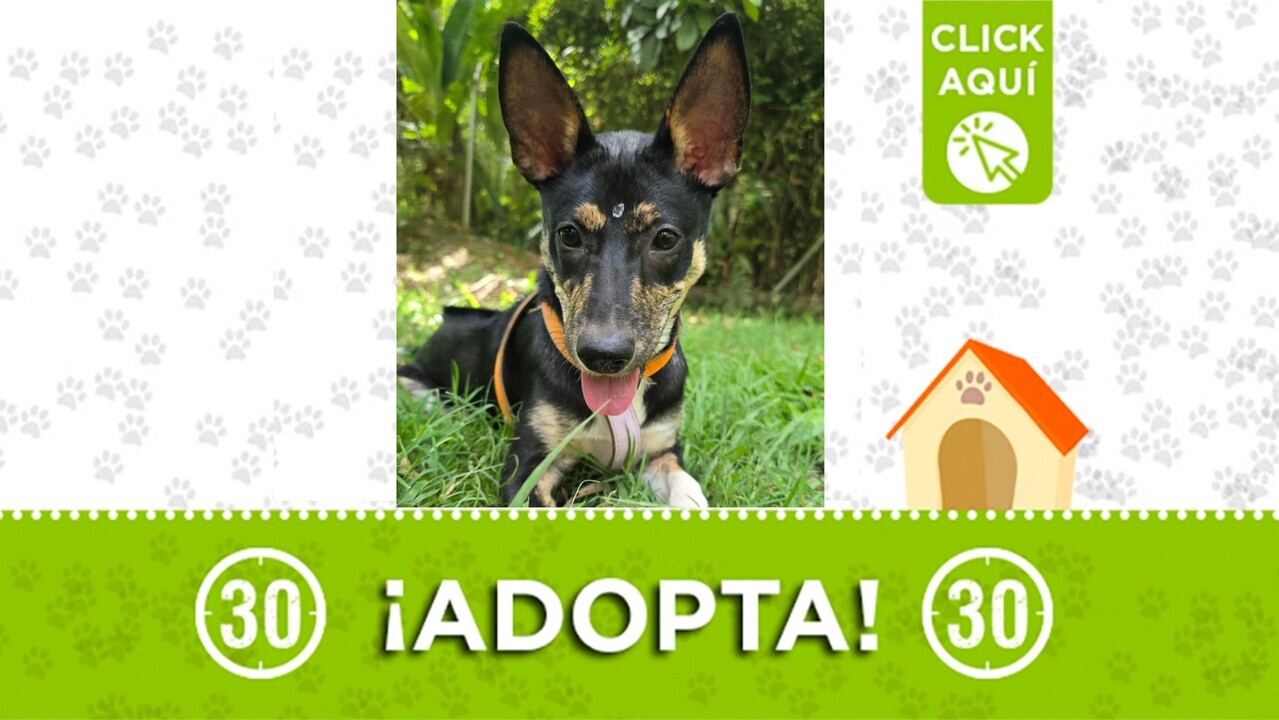 ¡Renata está lista para ser adoptada! Dale una oportunidad a esta hermosa cachorrita