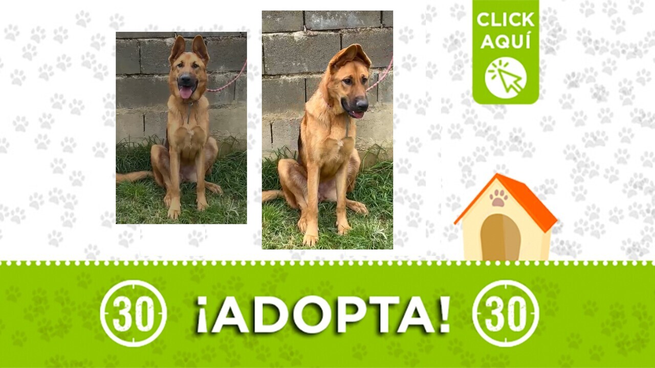 ¡El amor te espera! Violeta, la pastor alemán abandonada, solo quiere volver a creer en la familia