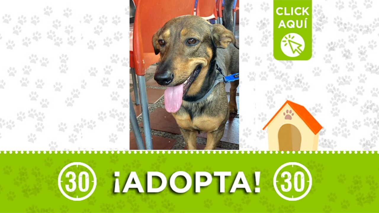adopta zeus