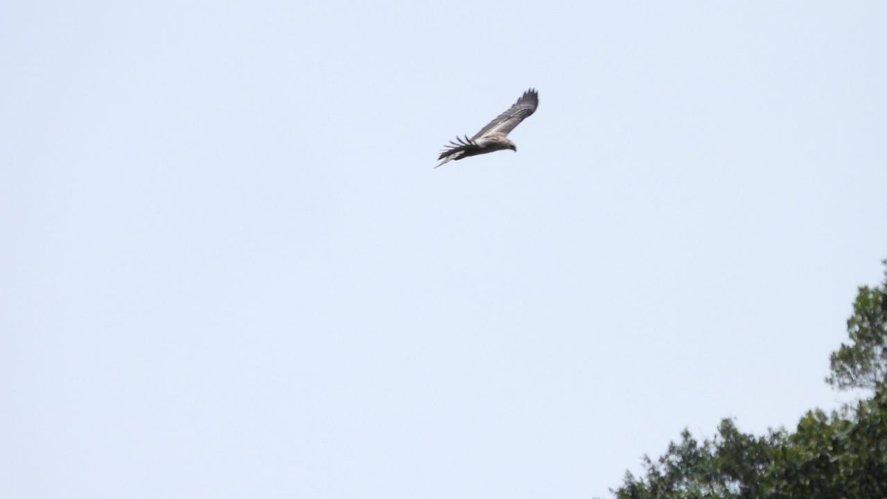 ¡En reservas de Medellín! Avistan cuatro águilas crestadas, especie rara y amenazada en los Andes