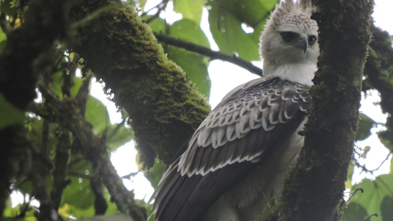 ¡En reservas de Medellín! Avistan cuatro águilas crestadas, especie rara y amenazada en los Andes