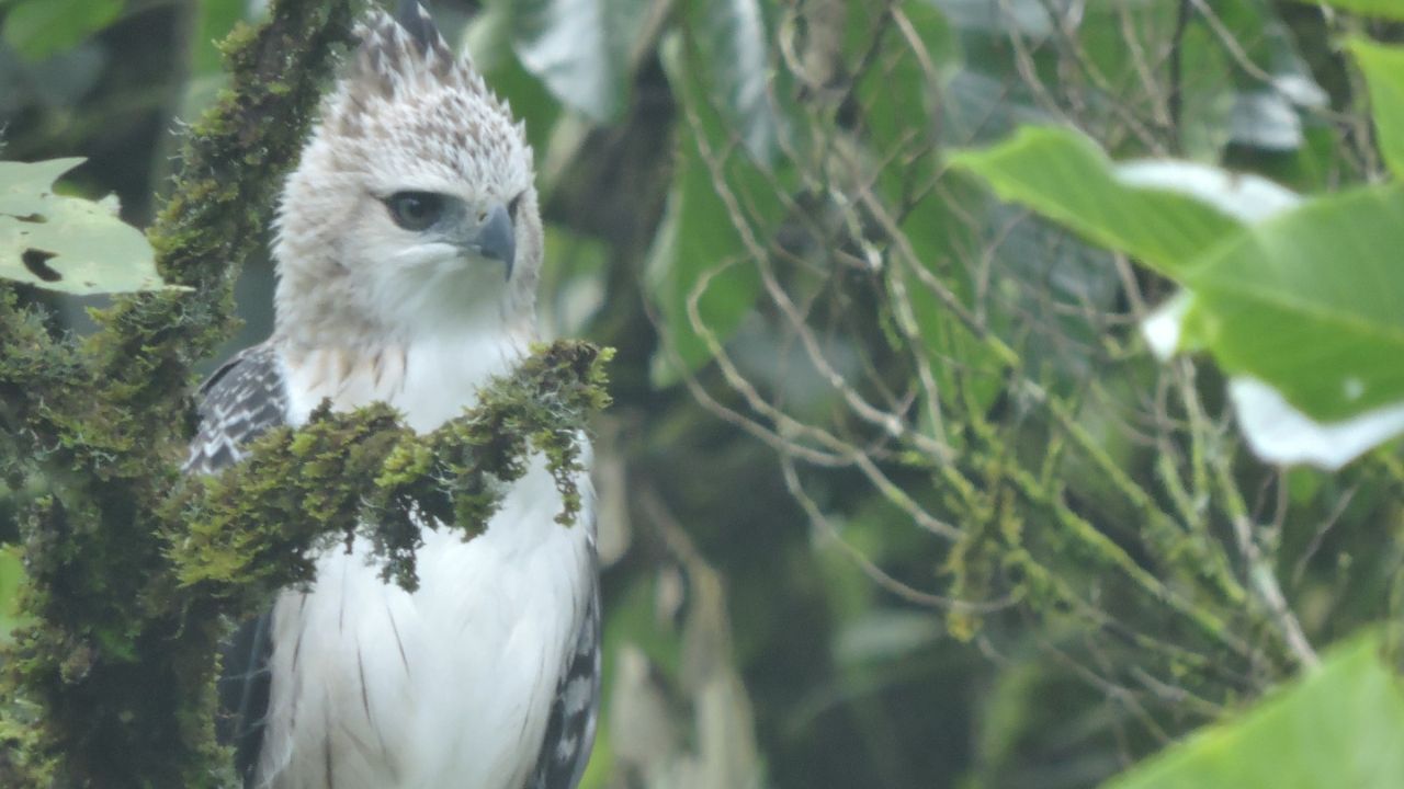 ¡En reservas de Medellín! Avistan cuatro águilas crestadas, especie rara y amenazada en los Andes