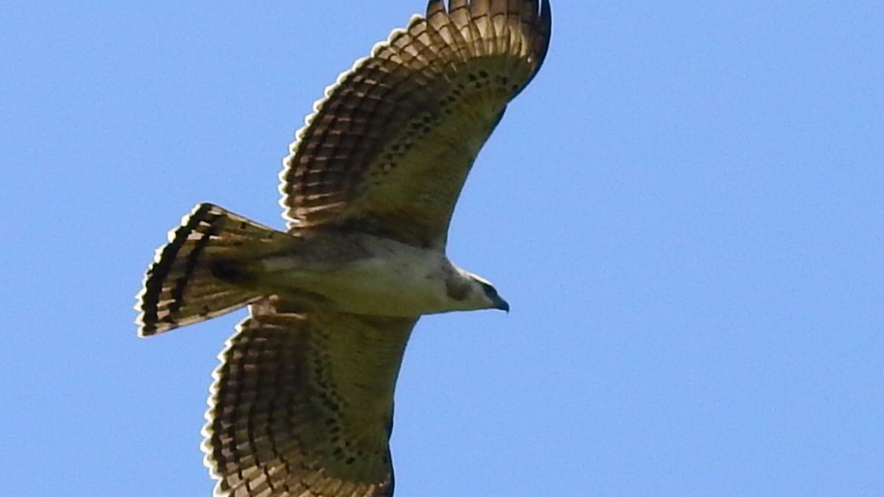 ¡En reservas de Medellín! Avistan cuatro águilas crestadas, especie rara y amenazada en los Andes