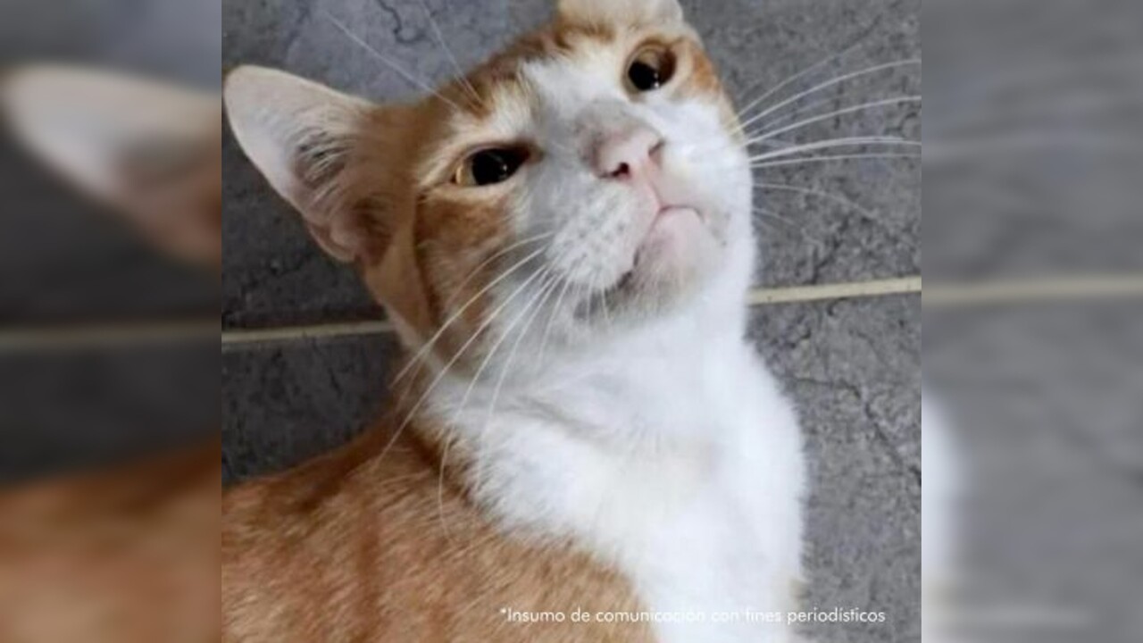 ¡A Wilson le tocó responder! Mató de un varillazo a la gatica «alana»