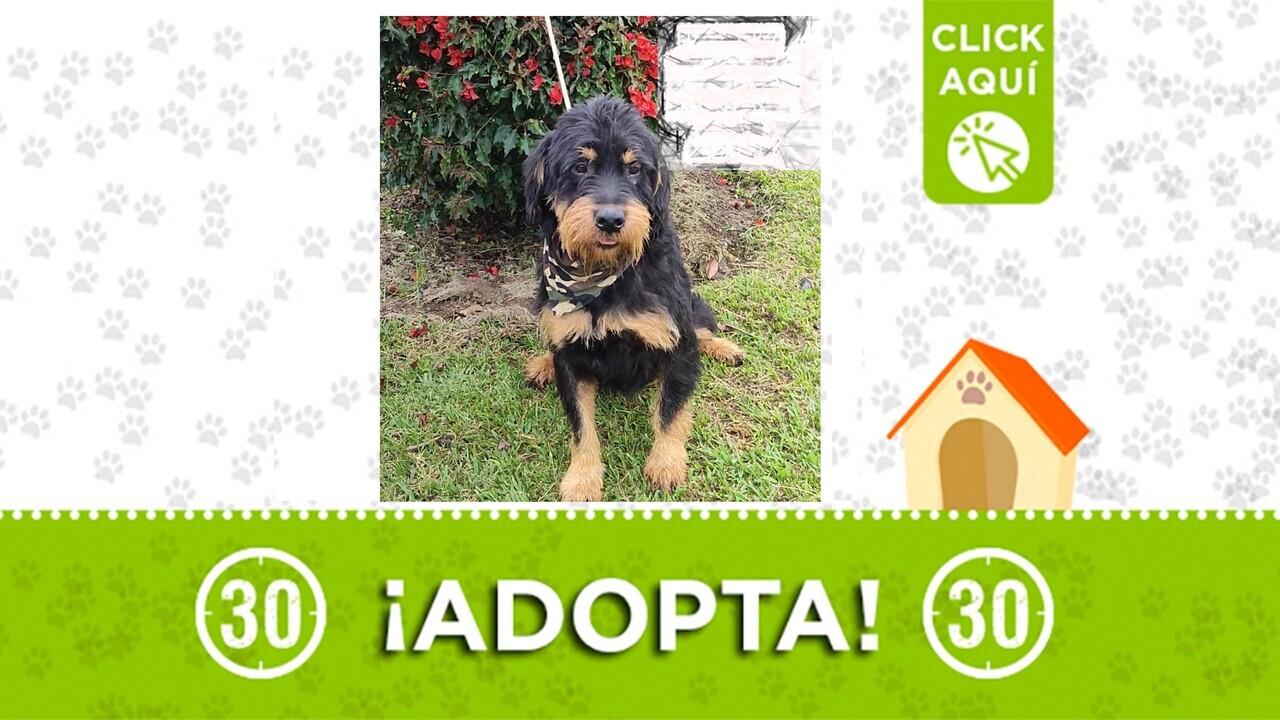 ¡Su corazón late por ti! Barbas solo pide una familia ¿te animas a adoptarlo?
