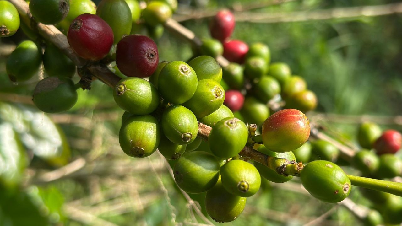 Bello apuesta por el café y así beneficiará a cientos de familias campesinas