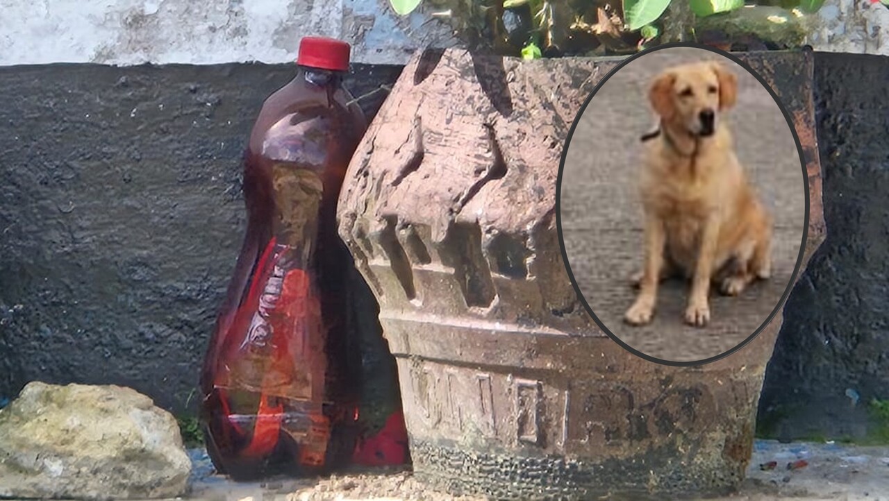 Perro antiexplosivo evitó una tragedia en Briceño: hallan explosivo a orillas de carretera