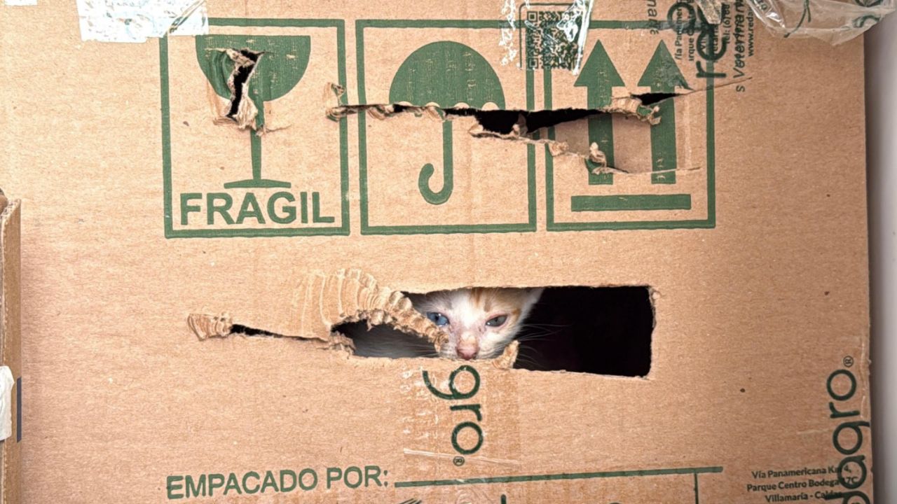 Rescatan 64 animales en condiciones terribles en Plaza Minorista de Medellín