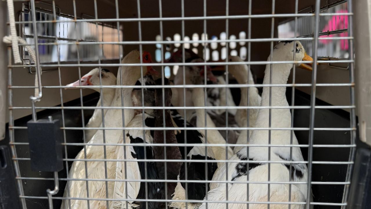 Rescatan 64 animales en condiciones terribles en Plaza Minorista de Medellín