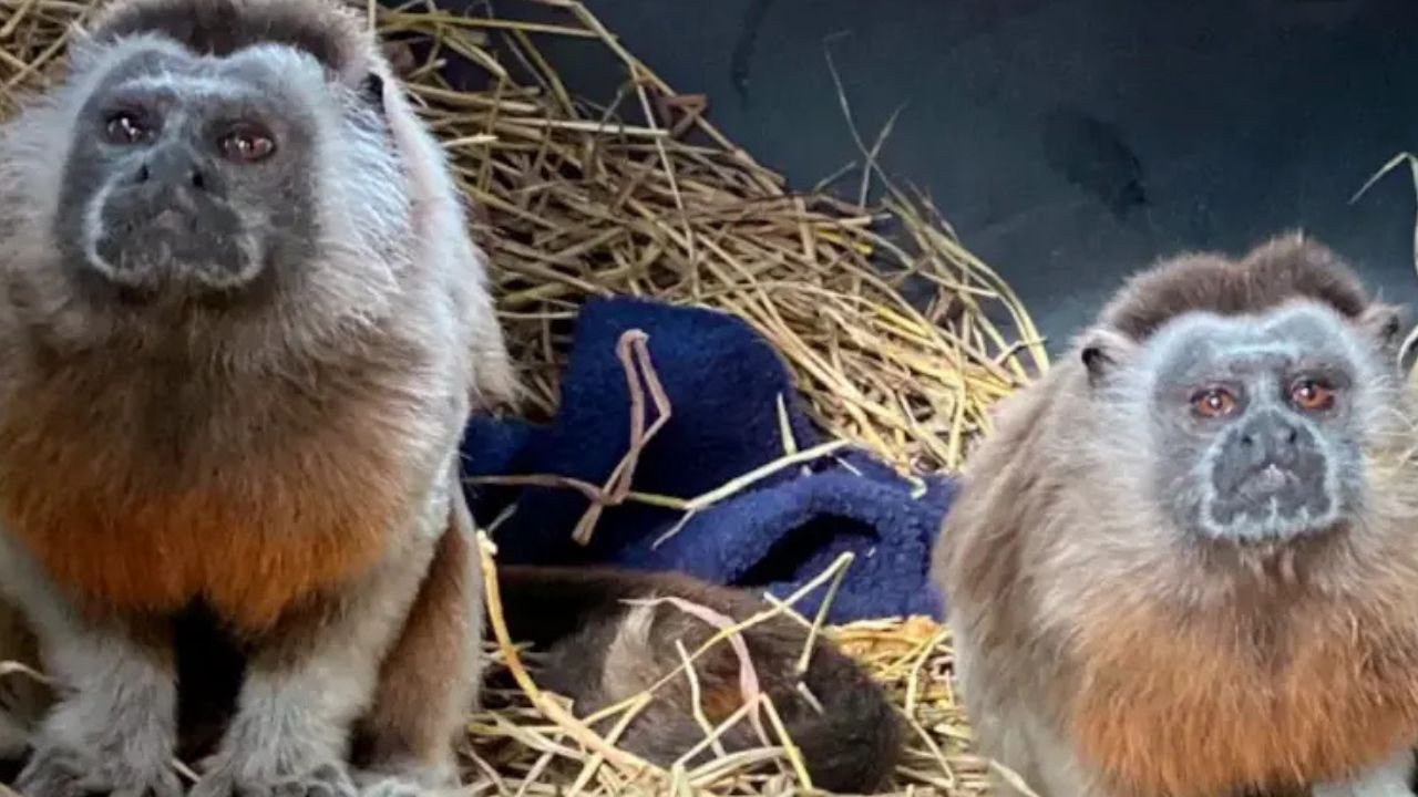 Así fue la liberación en reserva de Antioquia de dos titíes grises víctimas del tráfico ilegal