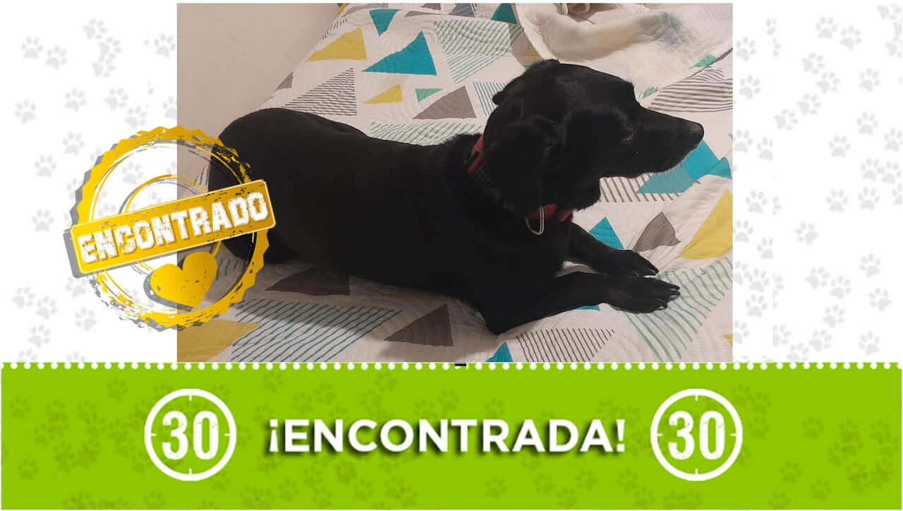 ¡Qué emoción: entregada! La perrita del Doce ya está con su familia