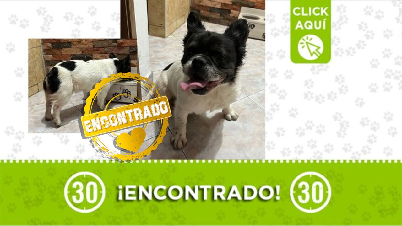 ¡Ya está con su familia! Perrito del 20 de julio regresó a su hogar