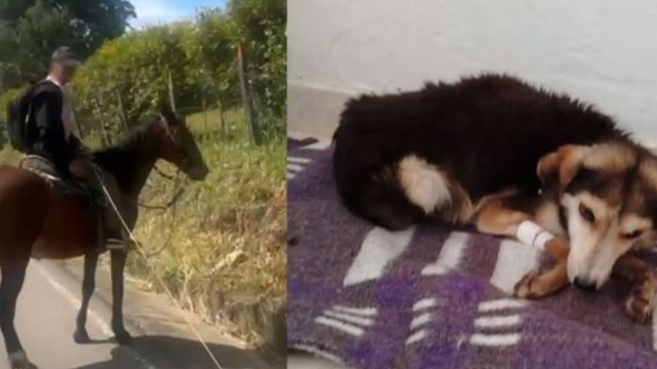 ¡Qué crueldad! Hombre arrastró a un perro mientras iba a caballo y terminó capturado