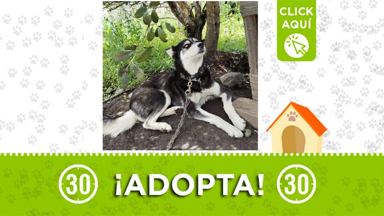 husky adopta