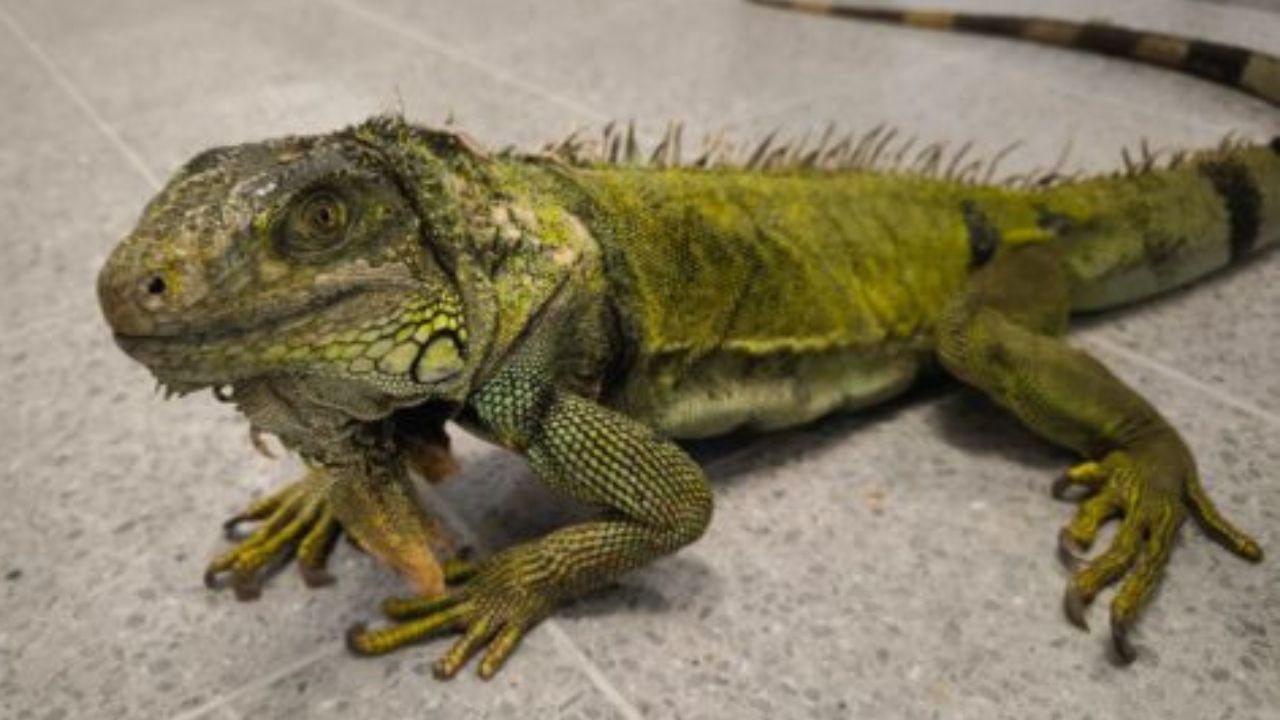 ¡25 años en cautiverio! Entregan voluntariamente una iguana y tortugas morrocoy