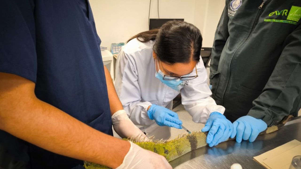 ¡25 años en cautiverio! Entregan voluntariamente una iguana y tortugas morrocoy