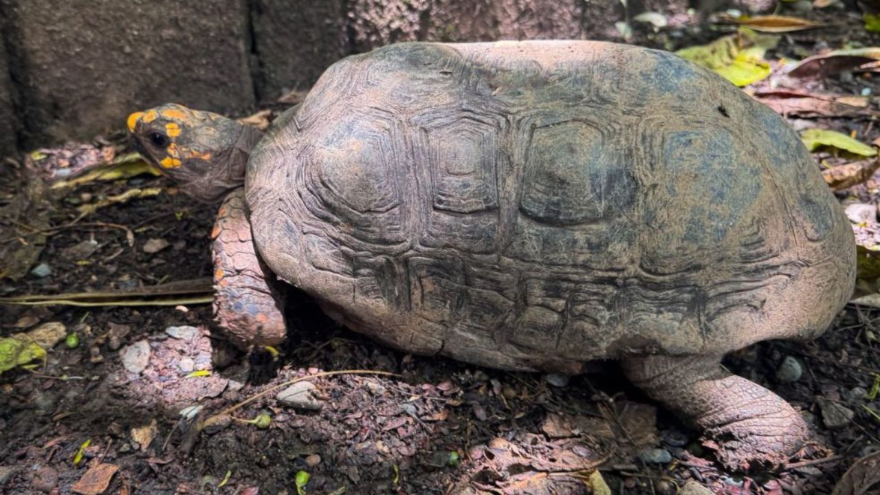 ¡25 años en cautiverio! Entregan voluntariamente una iguana y tortugas morrocoy