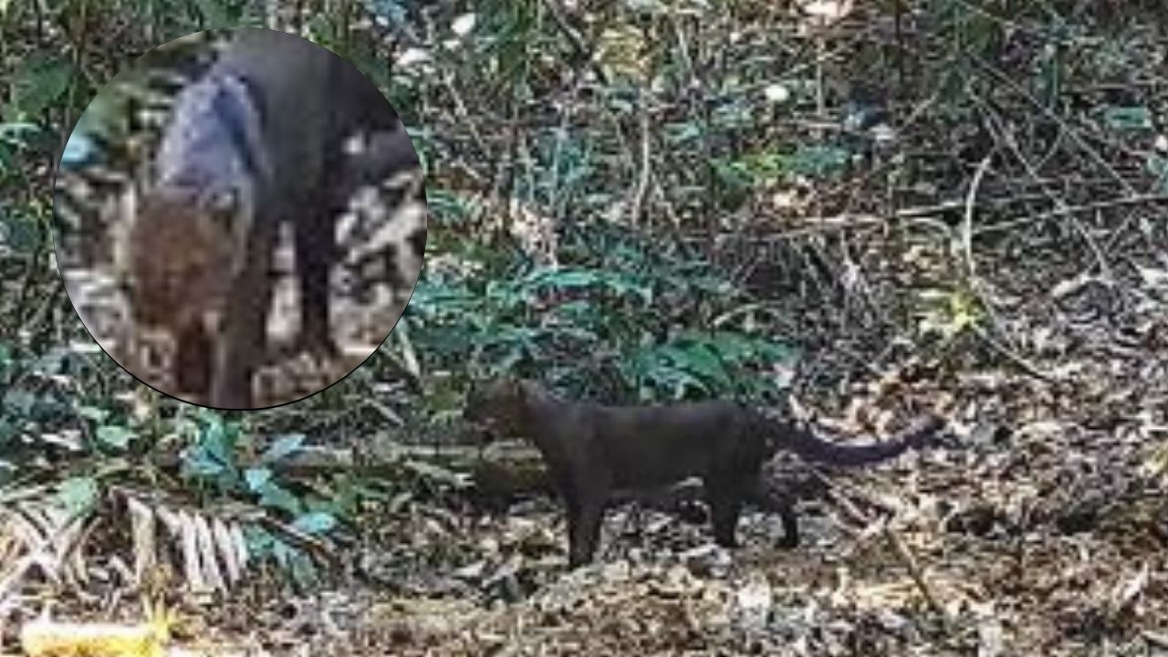 ¡Increíble hallazgo en Itagüí! Cámaras trampa captaron por primera vez a un jaguarundí