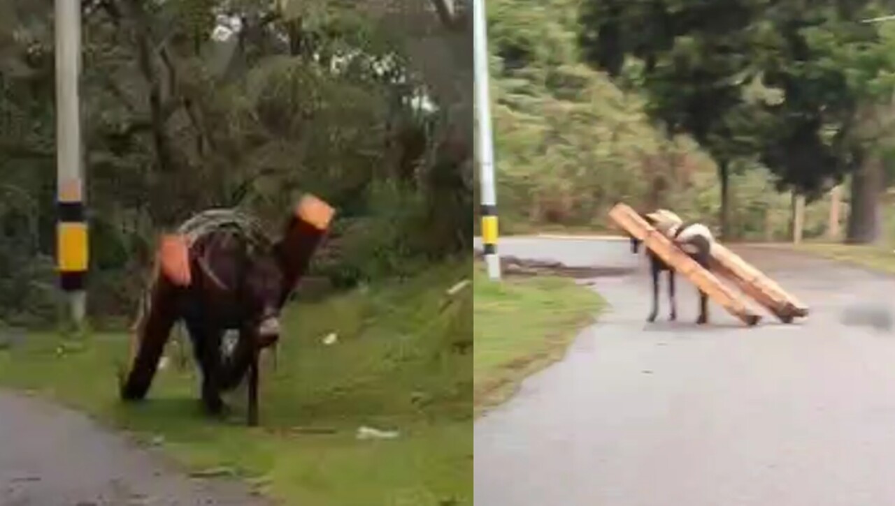 ¡Ni se pueden mover! Denuncian presunto maltrato a dos caballos con sobrepeso de carga