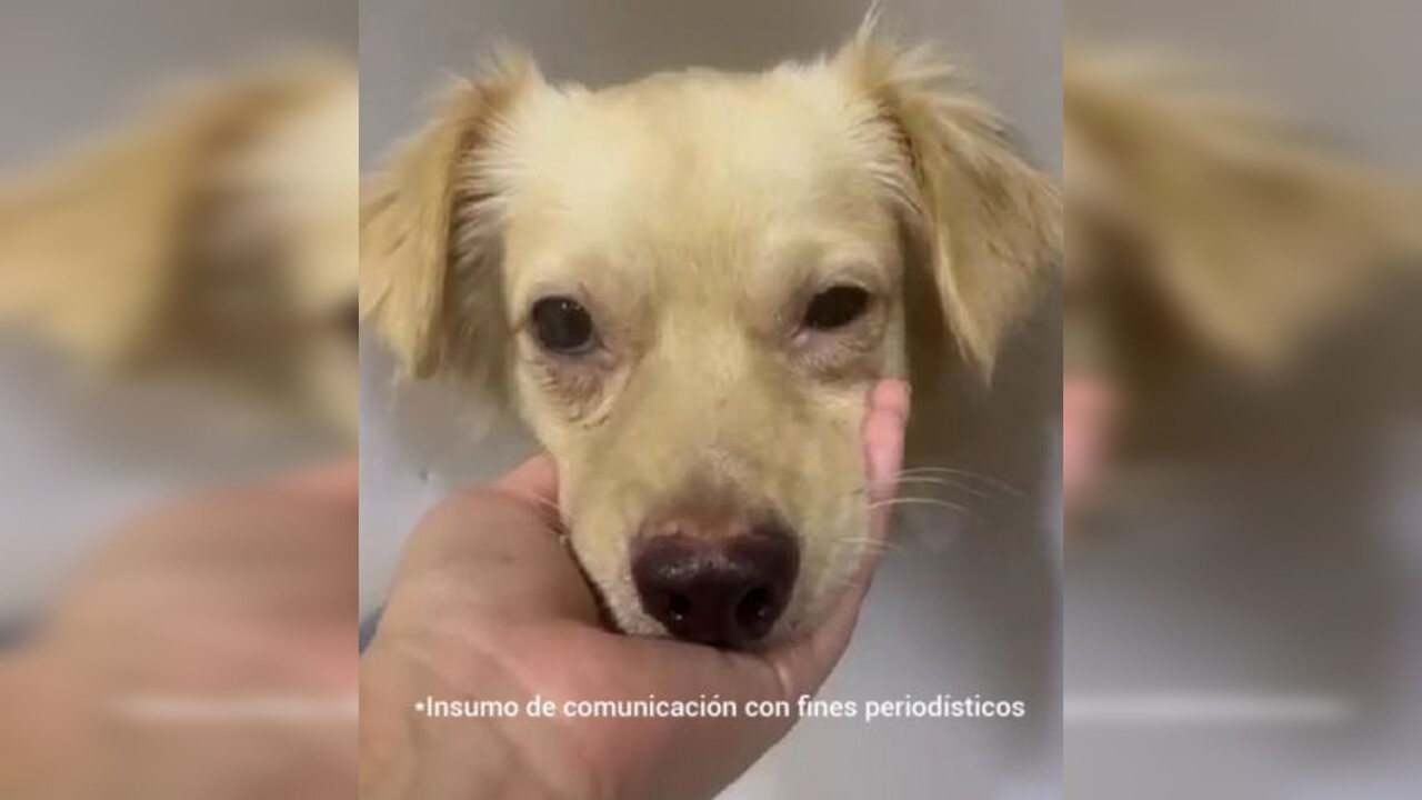 Maxi sufrió graves lesiones con arma blanca que pusieron en riesgo su vida