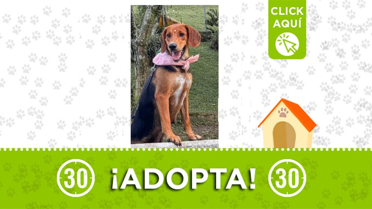 Tierna perrita te espera: fue rescatada de un aguacero y busca amoroso y «calientito» hogar