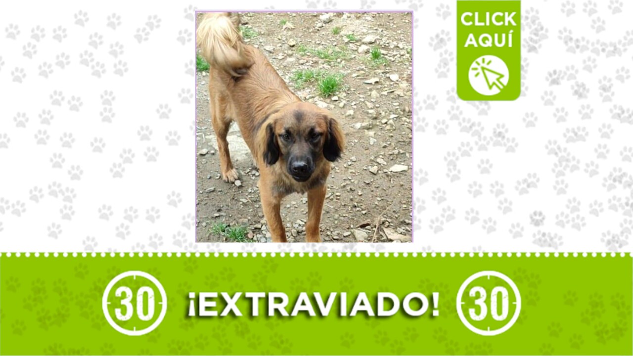 Polo se perdió por travesías: esta recién adoptado y no conoce el sector