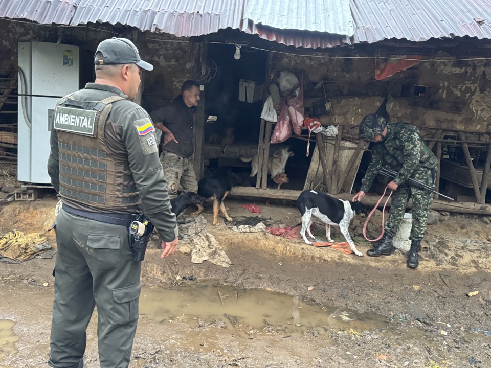 Galería de fotos. Operativo en Sonsón: decomisan 20 perros sin control y capturan a un hombre con arsenal y material de intendencia