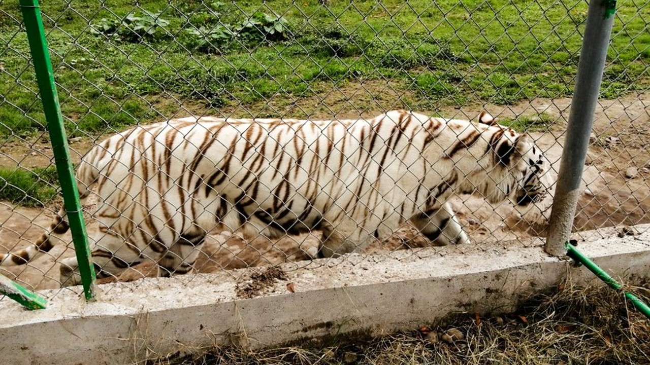 tigre de bengala de puebla