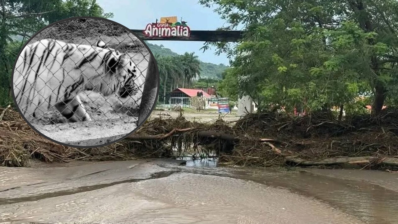 Triste final para el tigre fugitivo: Huyó de las fuertes lluvias y no esperaban encontrarlo asi