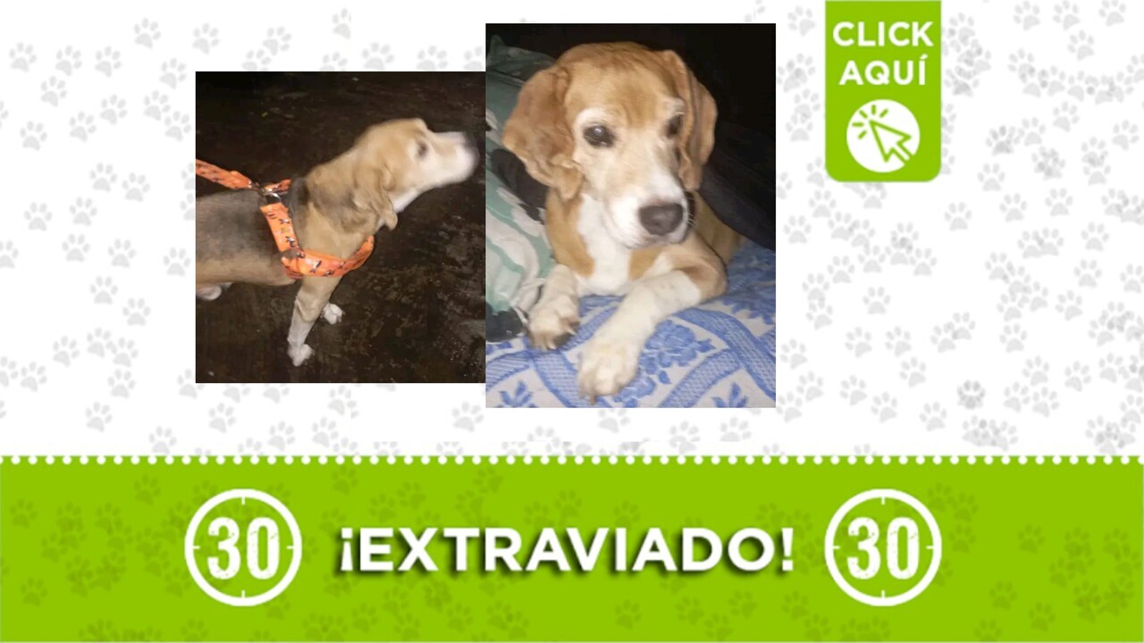 ¡Ayuda urgente! Tony se perdió al medio día en Robledo Miramar: su familia lo espera