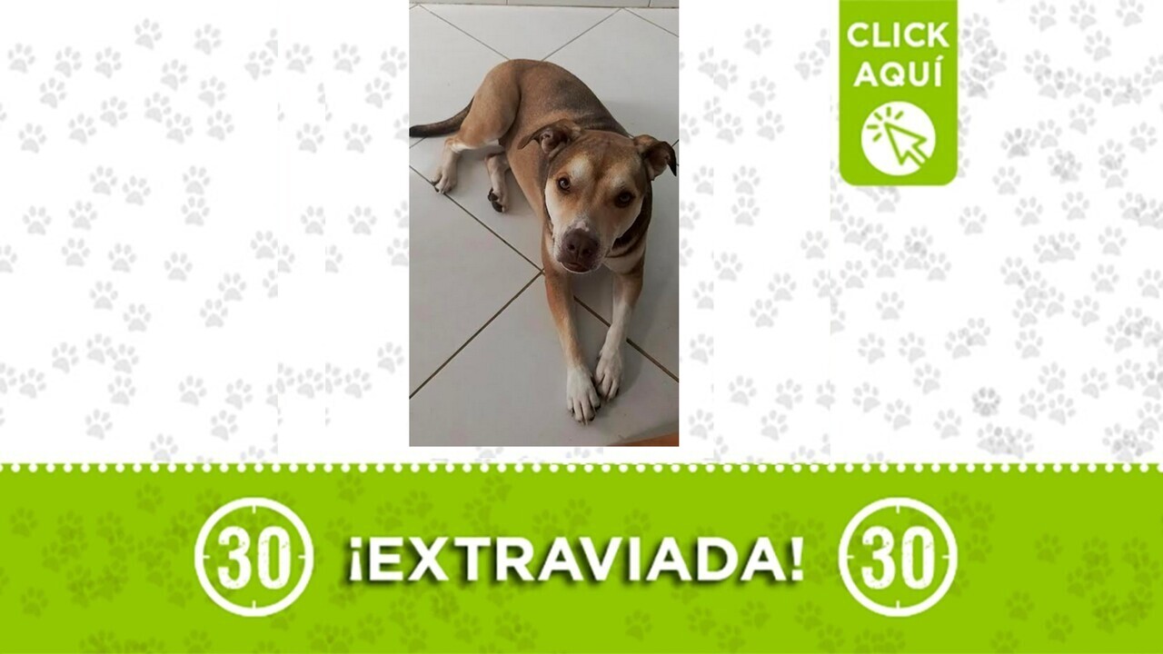 Zoé se perdió en Robledo El Diamante: su familia la busca ¿La has visto?