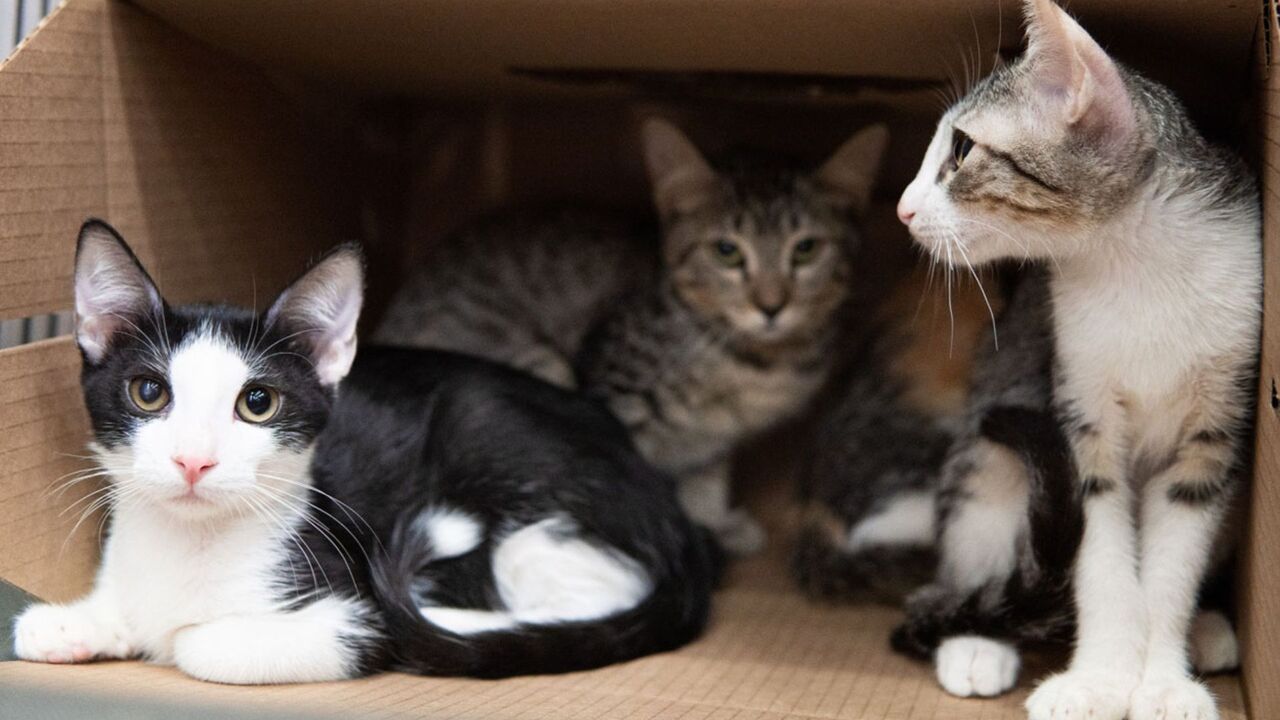 ¡Adopta y protege! Medellín cierra el año con última adoptatón y protesta contra la pólvora