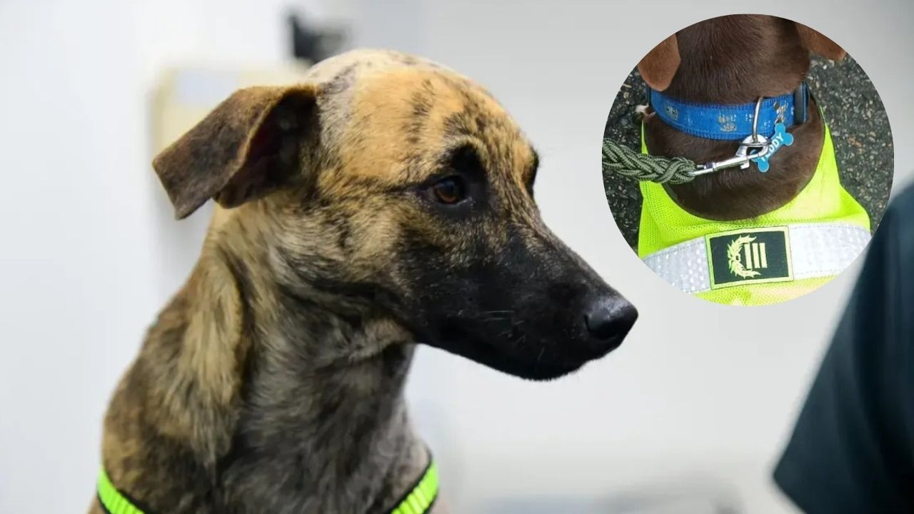 ‘Coronel Bizcocho’: el perrito maltratado es adoptado por la Policía de Antioquia