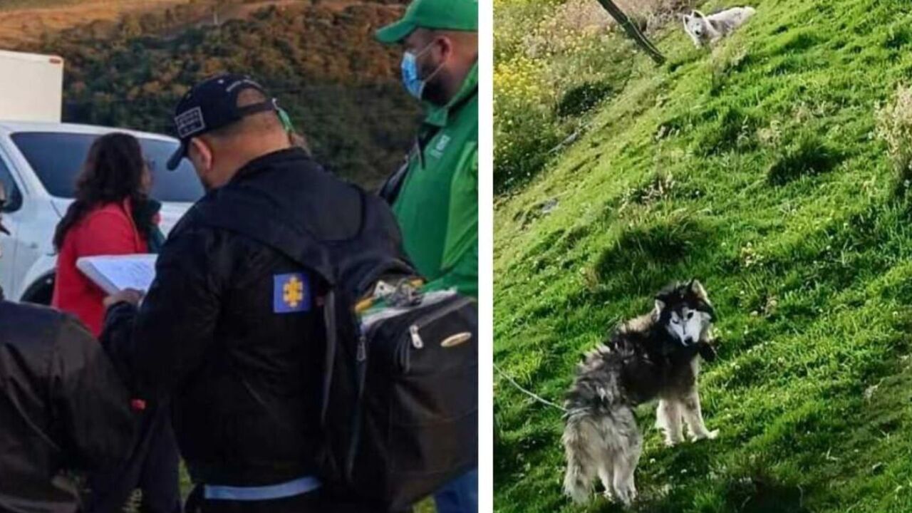 ¡Crueldad sin límites! Autoridades rescatan perros maltratados en presunto criadero ilegal de Bogotá