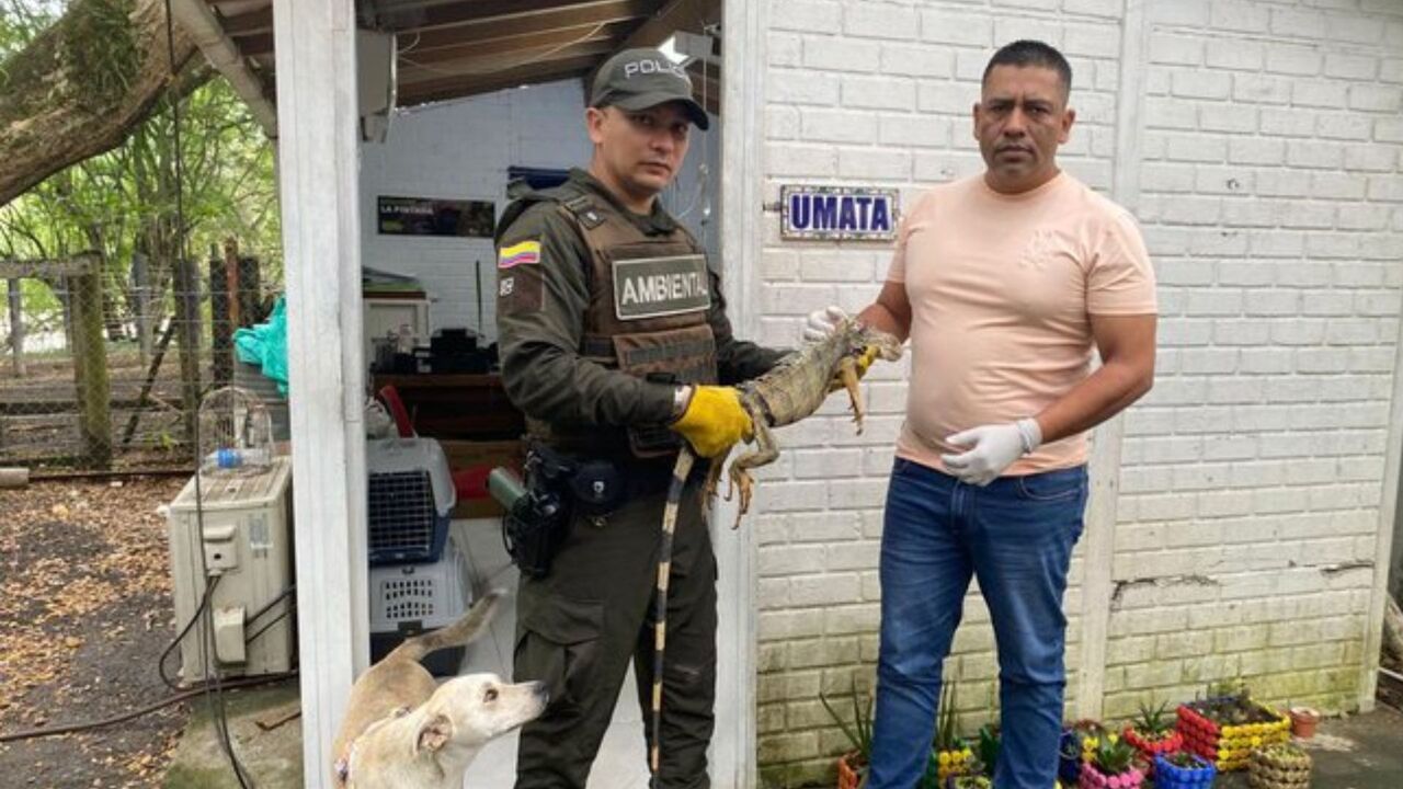 Golpe al tráfico ilegal! Autoridades recuperan fauna silvestre y madera durante operativos ambientales en Antioquia