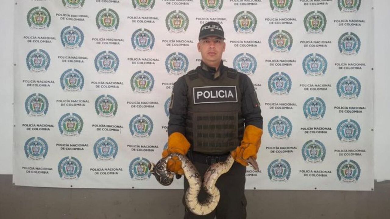 Golpe al tráfico ilegal! Autoridades recuperan fauna silvestre y madera durante operativos ambientales en Antioquia
