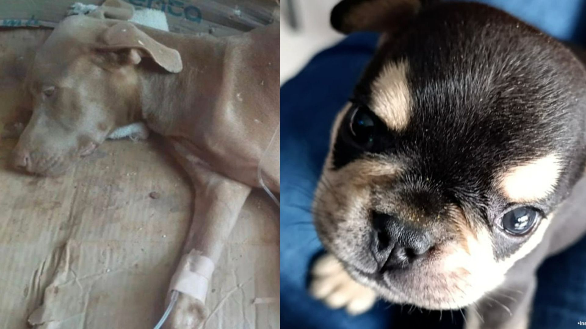 ¡Crueldad sin límites! Condenados los hombres que acabaron con la vida de los perritos ‘Kiara’ y ‘Odín’