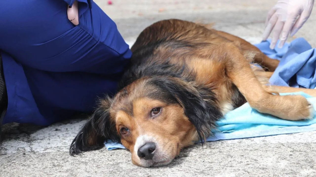 ¡Tolerancia cero! Medellín refuerza su ofensiva contra el maltrato animal y fortalece sus rutas de atención