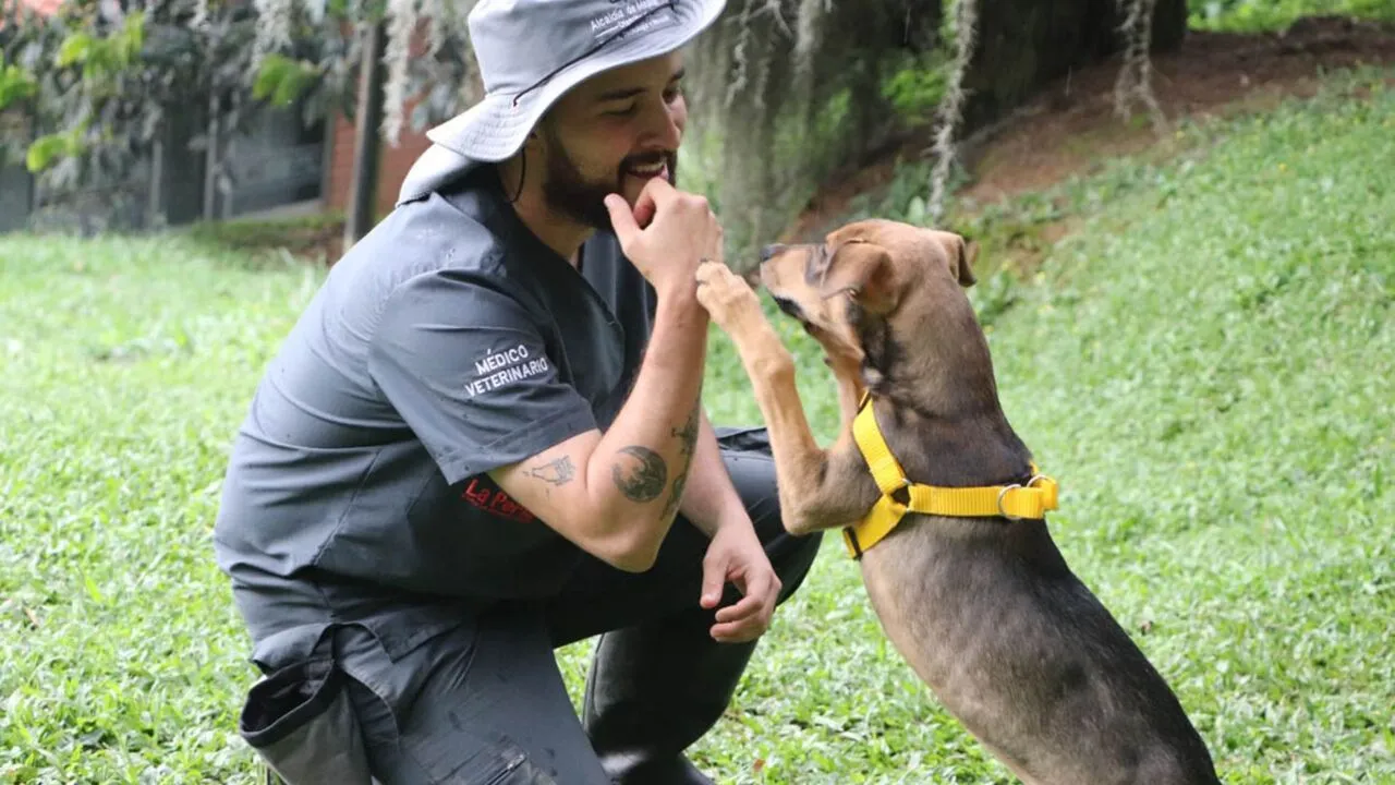 ¡Tolerancia cero! Medellín refuerza su ofensiva contra el maltrato animal y fortalece sus rutas de atención