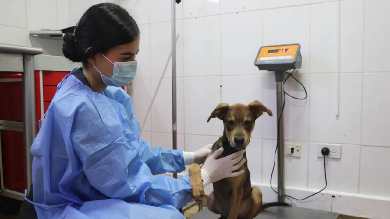 ¡Tolerancia cero! Medellín refuerza su ofensiva contra el maltrato animal y fortalece sus rutas de atención