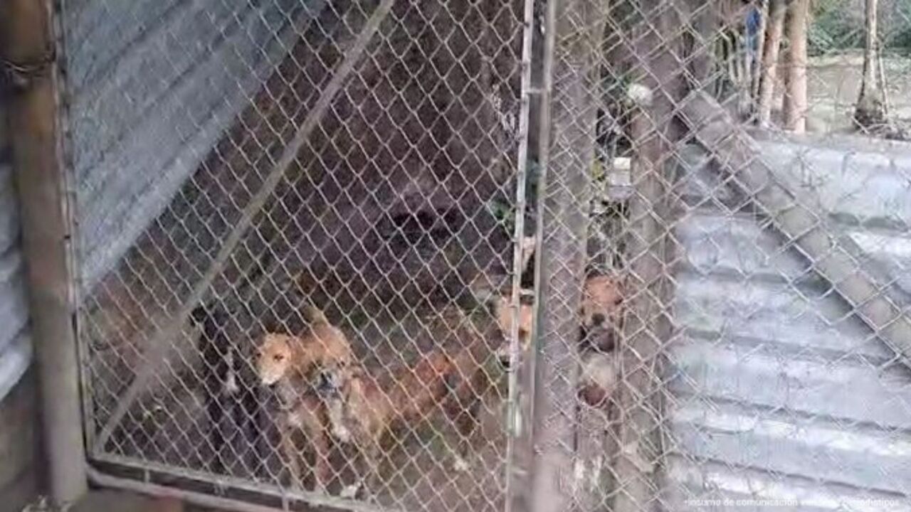 ¡Indignante! 14 perros fueron hallados enjaulados y desnutridos en una vivienda de Cali