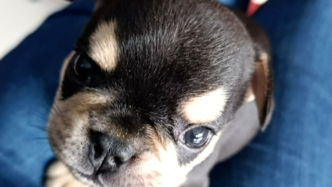 ¡Crueldad sin límites! Condenados los hombres que acabaron con la vida de los perros 'Kiara' y 'Odin'