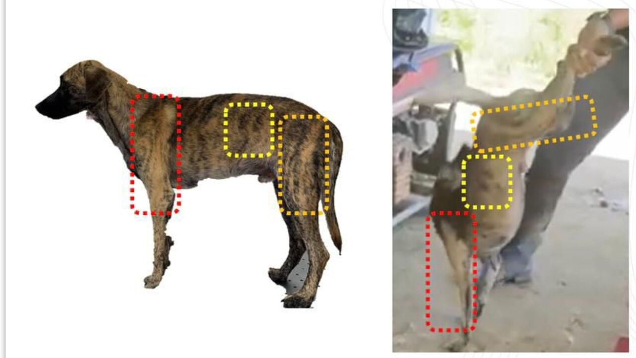 se recupera en Medellín y pronto será dado en adopción