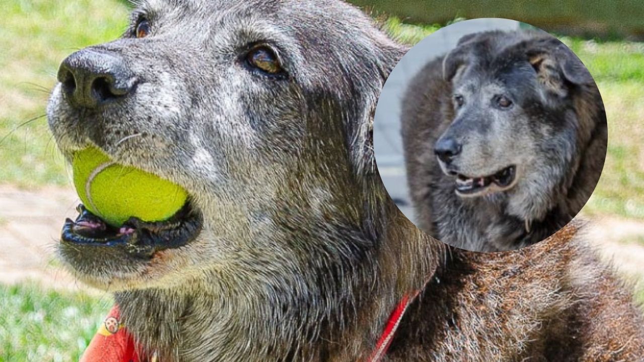 Triste despedida: murió ‘Roger’, el perrito recogepelotas que enamoró al Inder Guarne