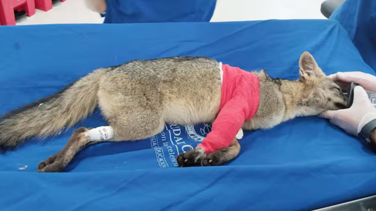 Zorro perro atropellado en Barbosa se recupera tras cirugía y podría volver a la vida silvestre