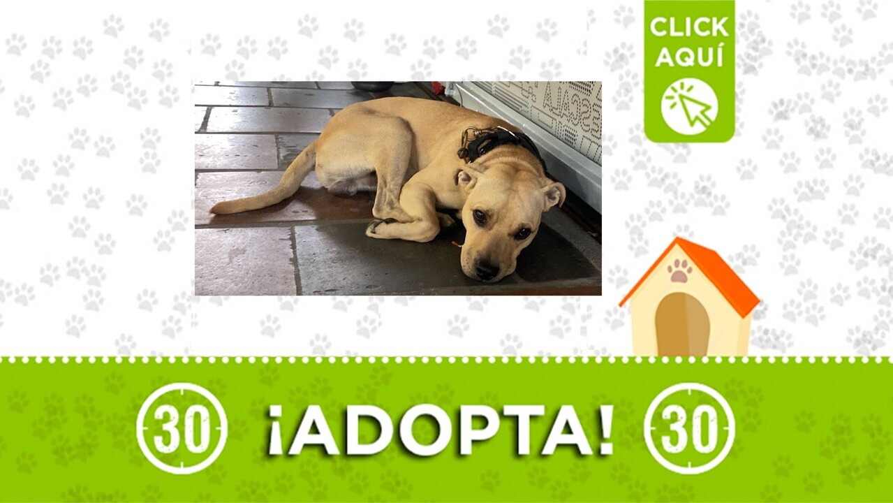 ¿No te conmueven sus ojos? Este perrito fue abandonado en un Centro Comercial y requiere hogar urgente