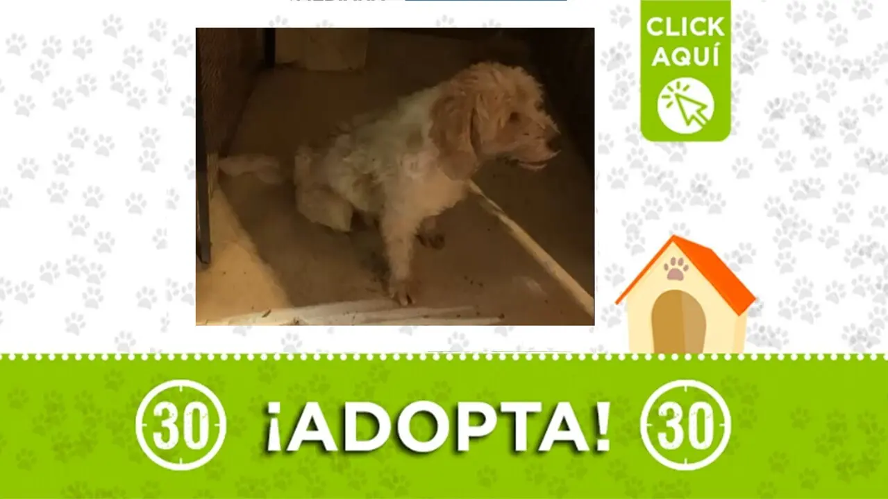 Perrito abandonado en las calles del barrio El Salvador requiere hogar